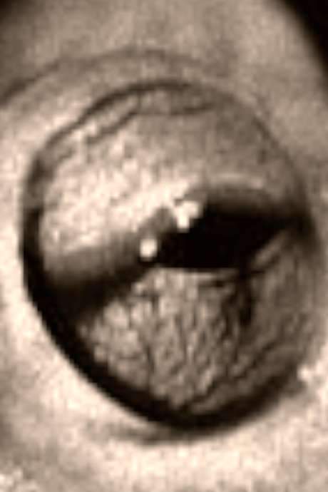 The Scorpion and the Frog